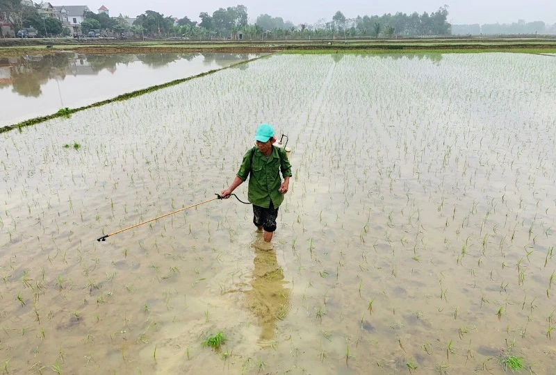 Xuống đồng đầu năm