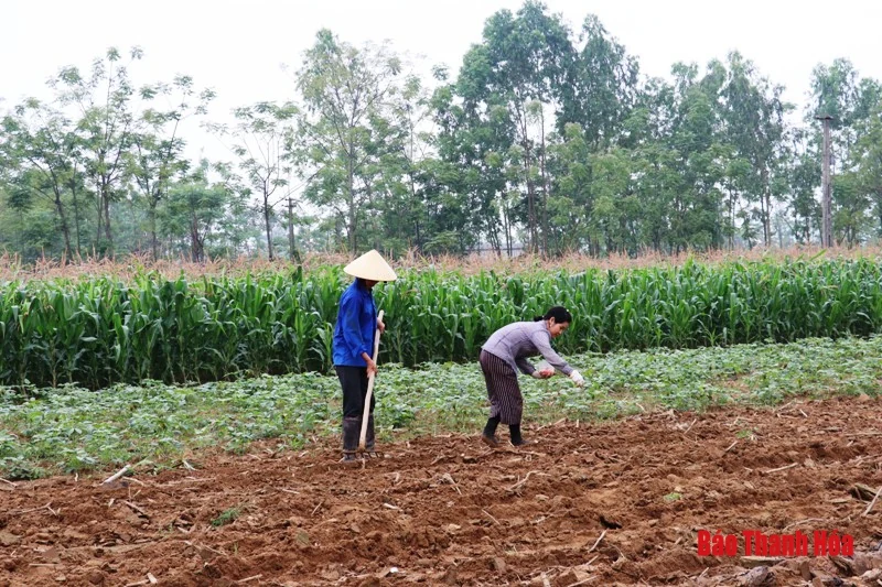 Xuống đồng đầu năm