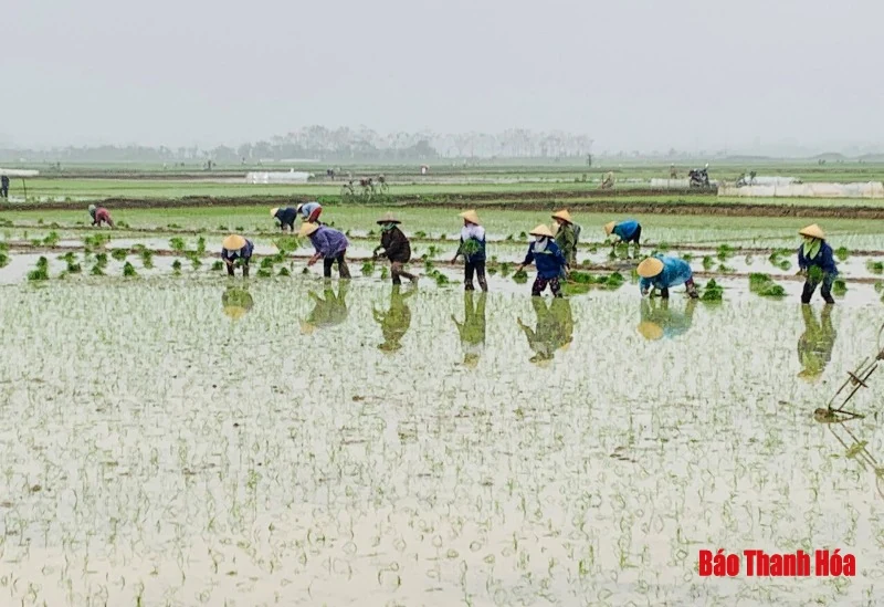 Xuống đồng đầu năm