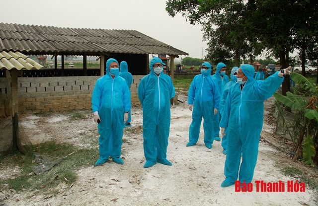 Thực hiện hiệu quả các giải pháp phòng, chống dịch bệnh gia súc, gia cầm
