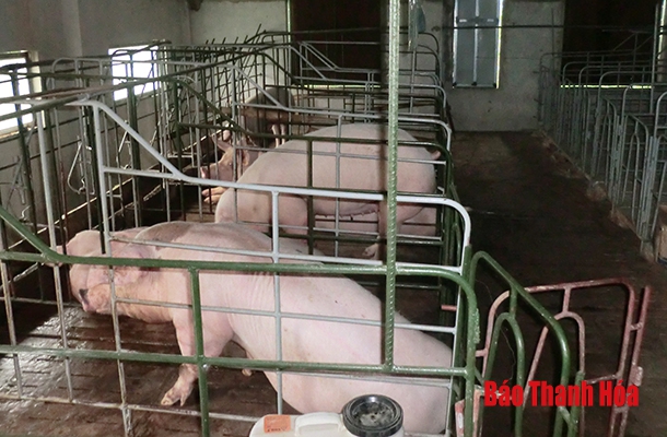 Hiệu quả mô hình chăn nuôi lợn ngoại khép kín an toàn sinh học tại huyện Cẩm Thủy