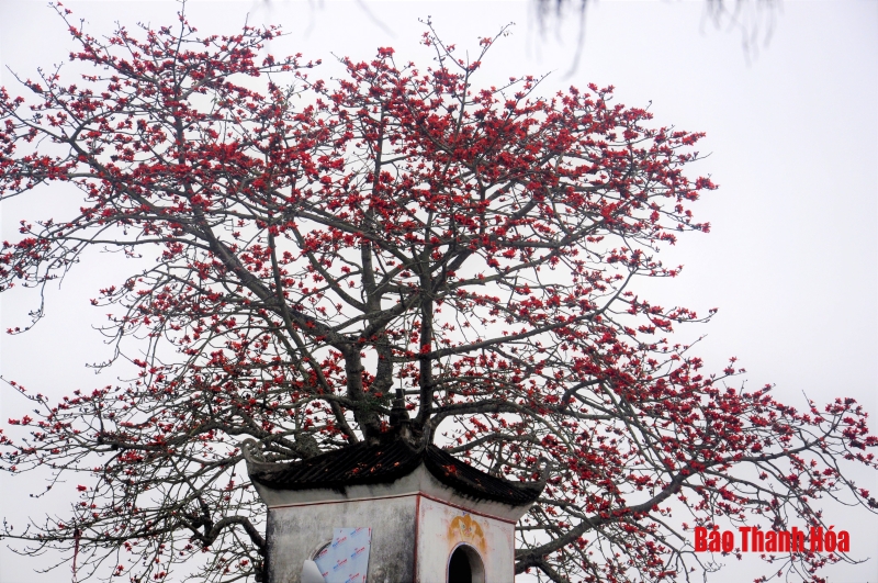 Hoa gạo nở đỏ rực trước sân đền hàng trăm năm tuổi ở Sầm Sơn