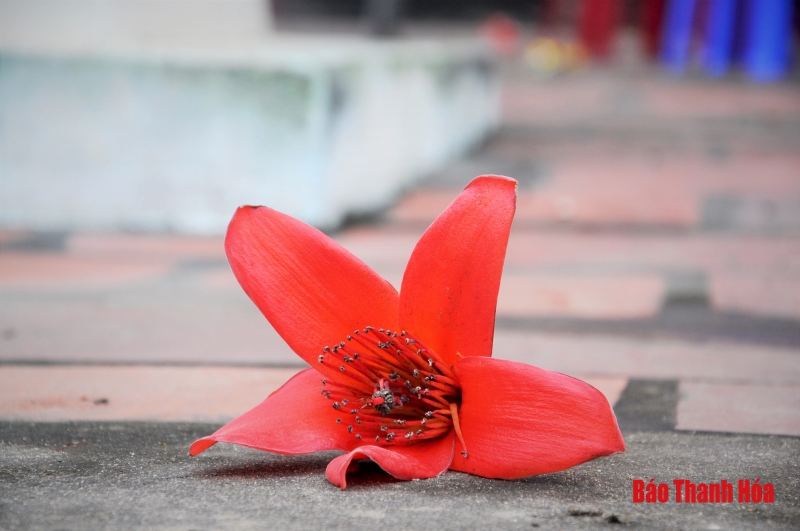 Hoa gạo nở đỏ rực trước sân đền hàng trăm năm tuổi ở Sầm Sơn