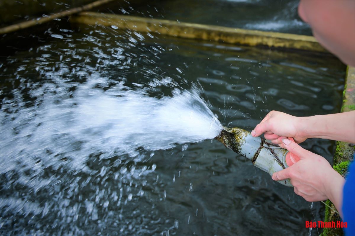 Nuôi cá từ nước thác mát trong, “vua” cá hồi kiếm hàng trăm triệu đồng mỗi năm