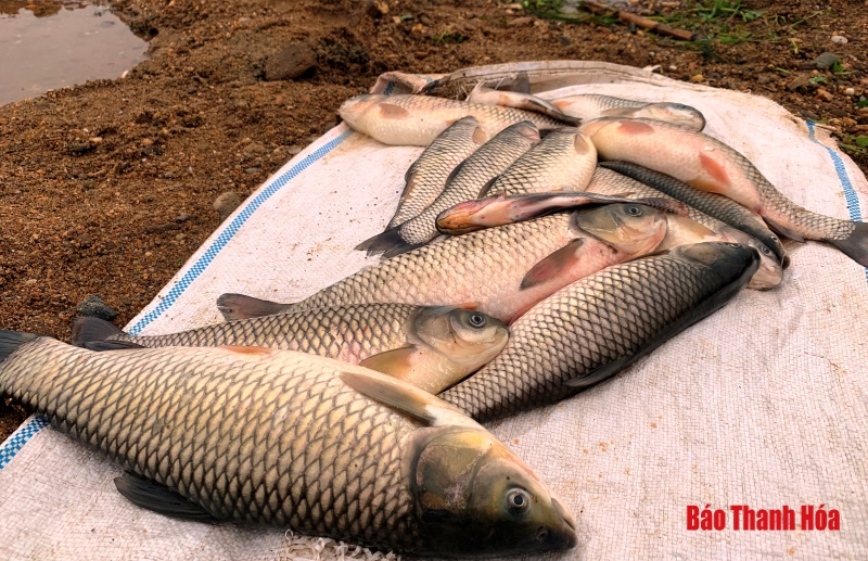Huyện Thọ Xuân: Cá lồng trên sông Chu chết bất thường