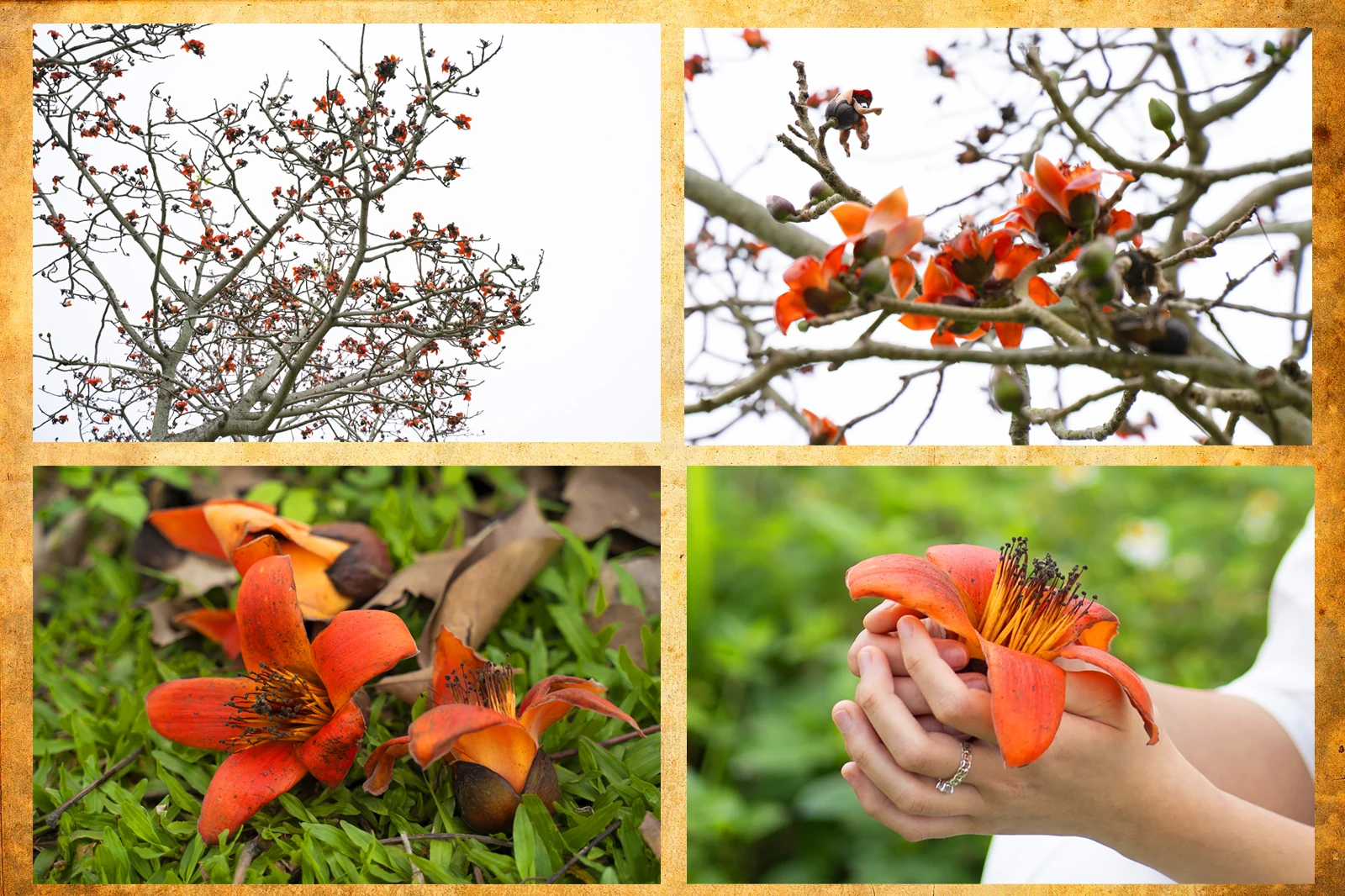 E-Magazine: Sắc màu tháng Ba