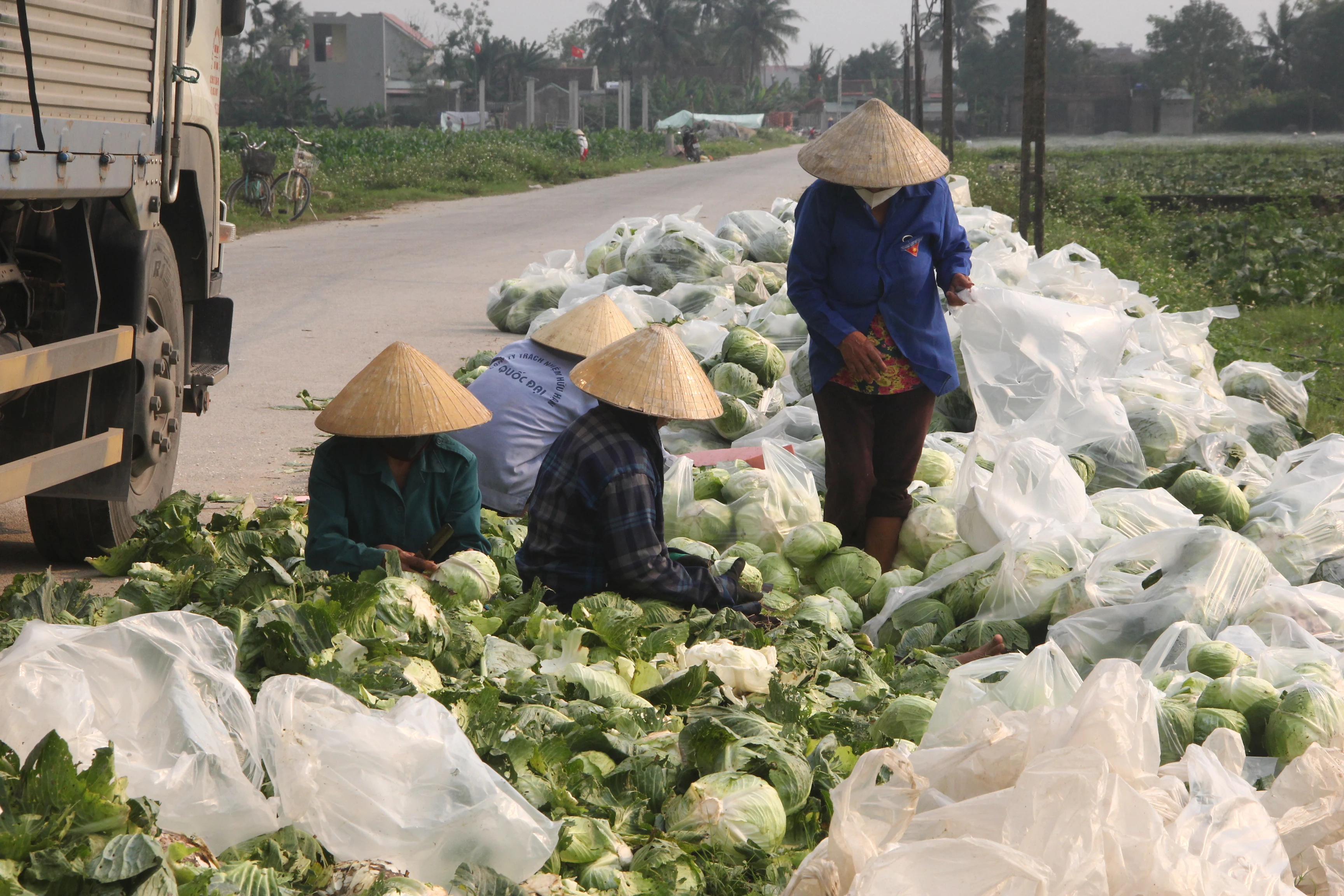 Xuất khẩu hơn 100 tấn bắp cải giữa mùa dịch COVID-19