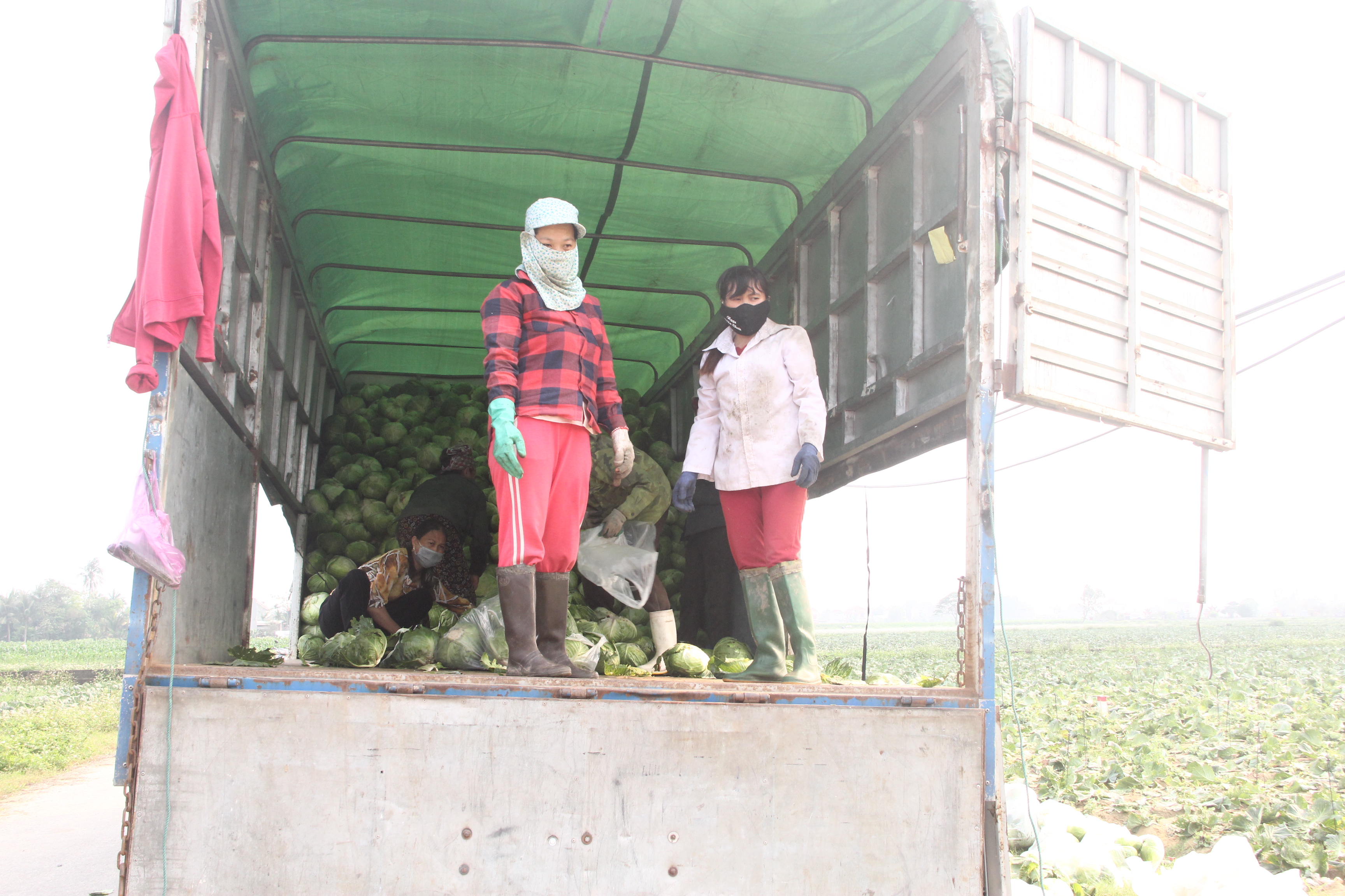 Xuất khẩu hơn 100 tấn bắp cải giữa mùa dịch COVID-19