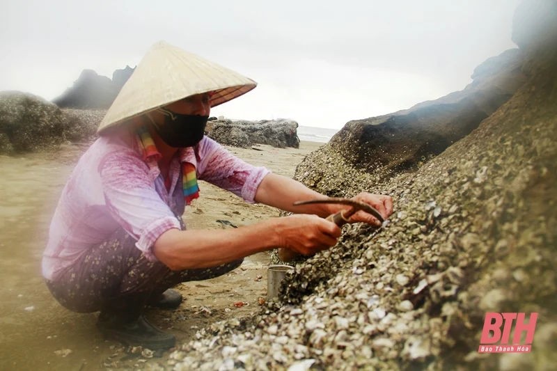 Nghề khe hàu trên bãi đá