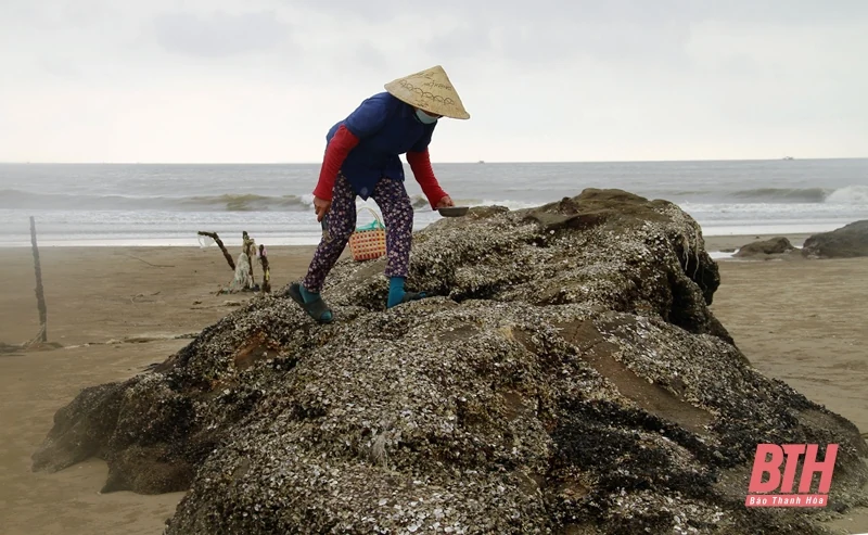 Nghề khe hàu trên bãi đá