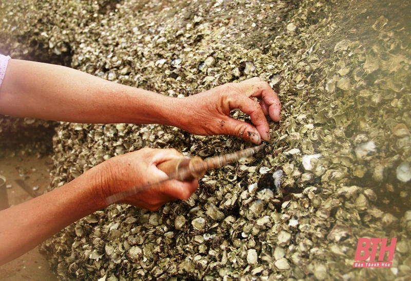 Nghề khe hàu trên bãi đá