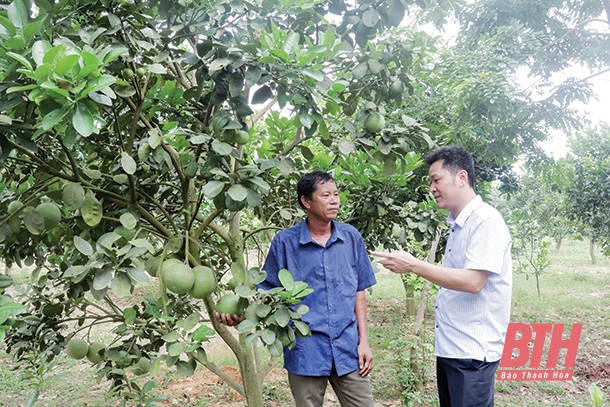 Huyện Như Thanh phát triển cây ăn quả