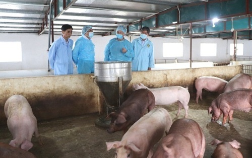 Thanh Hóa kiên quyết không để bệnh Dịch tả lợn châu Phi tái phát