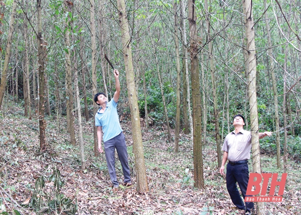 Phát triển kinh tế đồi rừng ở xã Thành Công