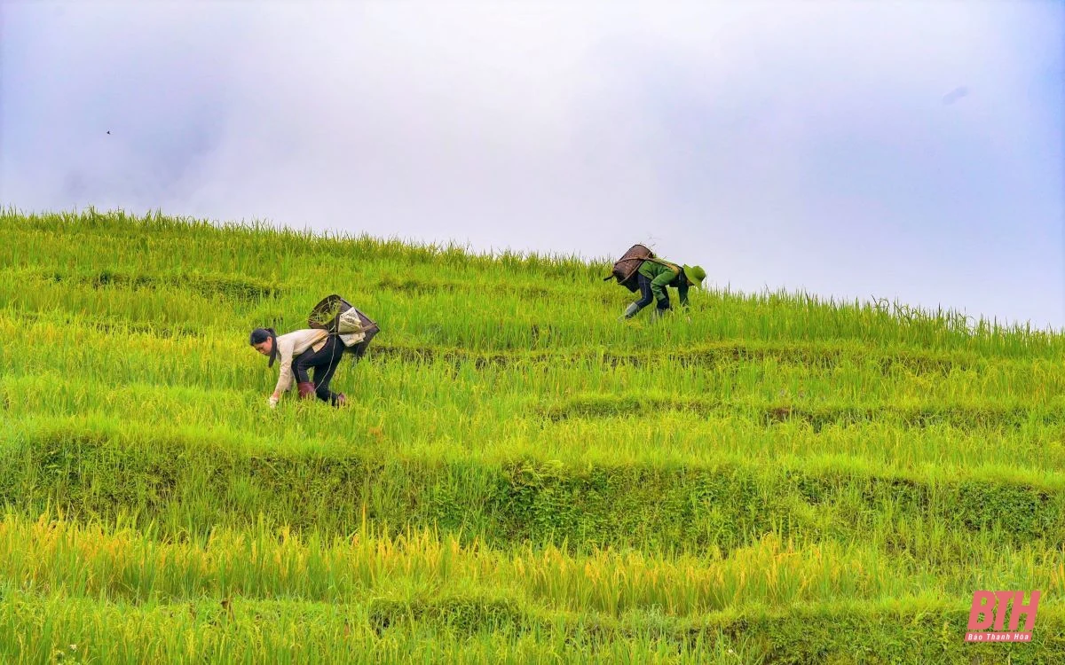 Du lịch miền Tây xứ Thanh: Pù Luông hút hồn du khách