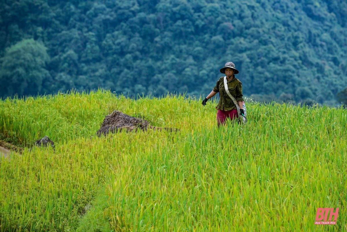 Du lịch miền Tây xứ Thanh: Pù Luông hút hồn du khách