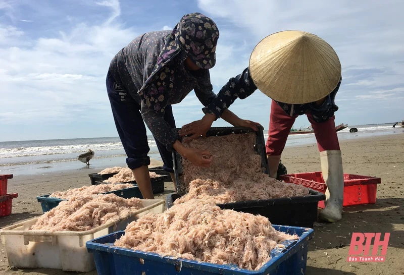 Biển Hải Tiến vào mùa moi