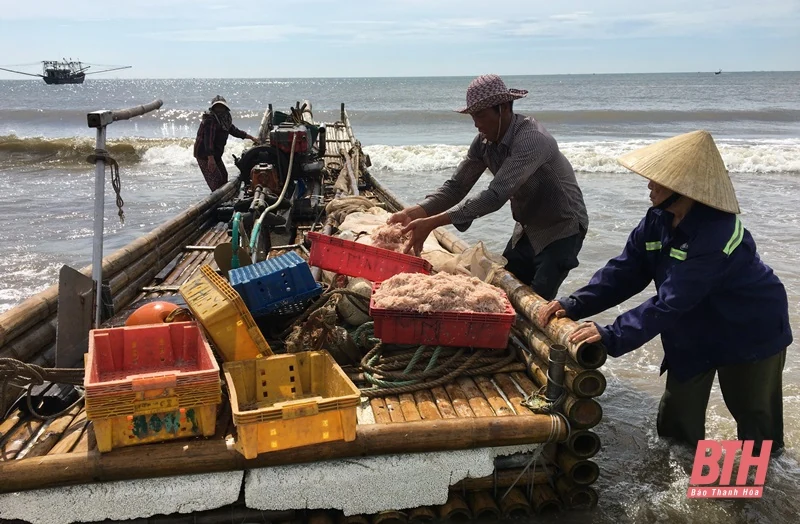 Biển Hải Tiến vào mùa moi