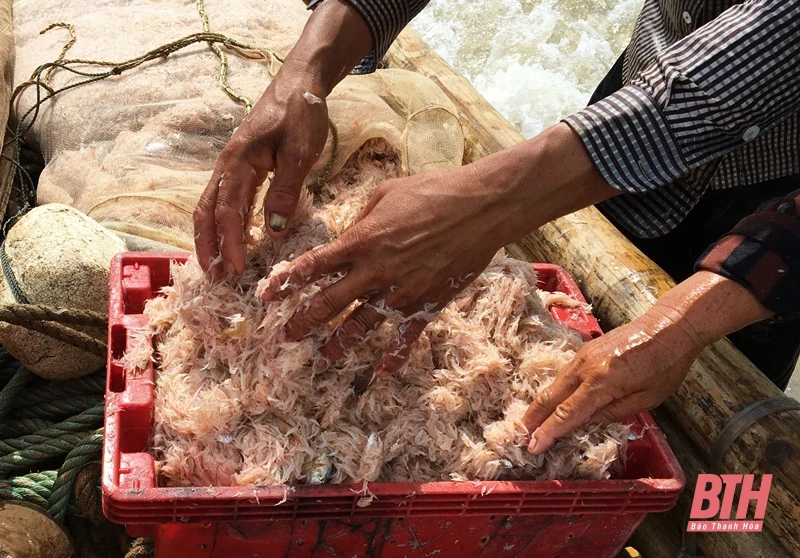 Biển Hải Tiến vào mùa moi