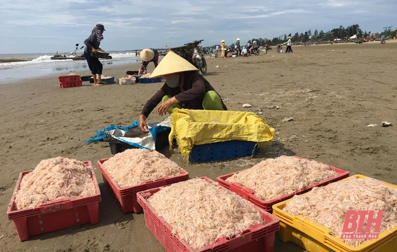 Biển Hải Tiến vào mùa moi