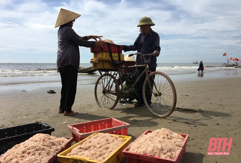 Biển Hải Tiến vào mùa moi