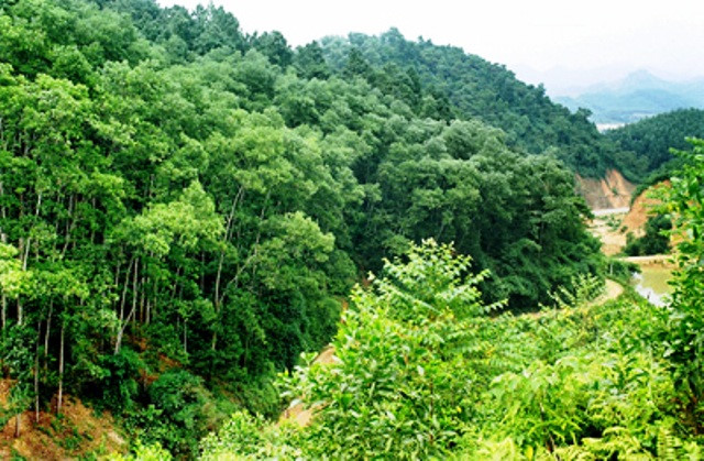 Thực hiện chính sách chi trả dịch vụ môi trường rừng