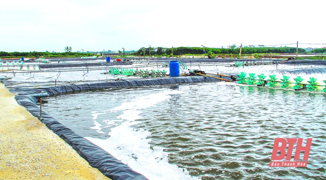 Thực hiện các giải pháp nâng cao hiệu quả nuôi trồng thủy sản