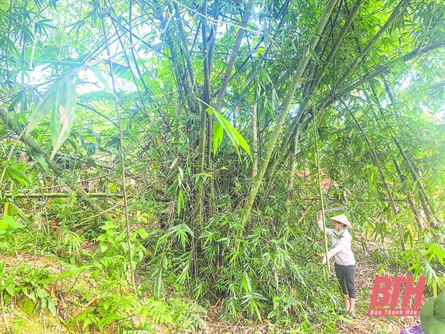 Lan tỏa phong trào thi đua yêu nước trong hội viên, phụ nữ