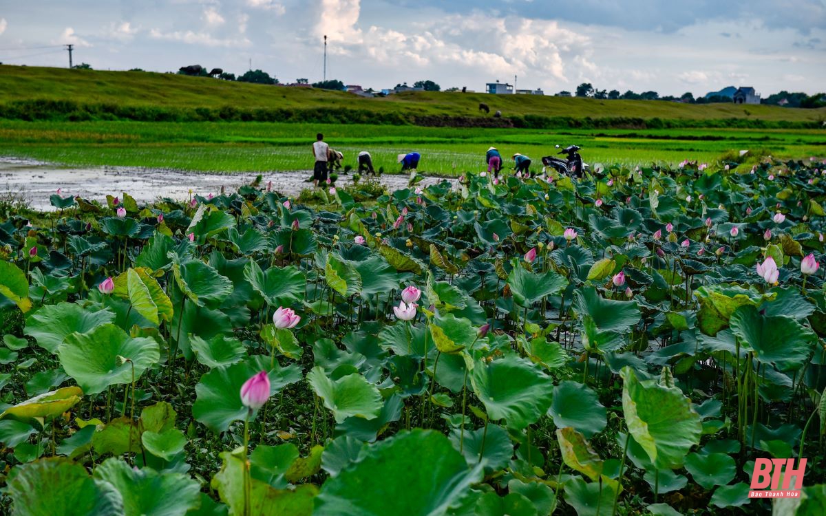 Chiều quê yên bình bên trong Thành Nhà Hồ