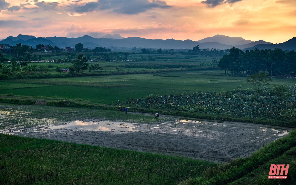 Chiều quê yên bình bên trong Thành Nhà Hồ