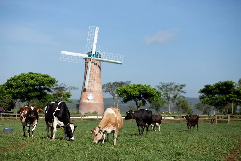 Vinamilk 8 năm liền là thương hiệu được người tiêu dùng Việt Nam chọn mua nhiều nhất