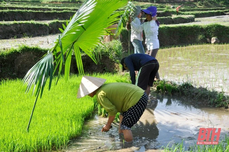 Người dân vùng cao vất vả vì nắng nóng