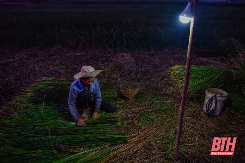 Nông dân Thanh Hóa chong đèn thu hoạch cói để tránh nóng