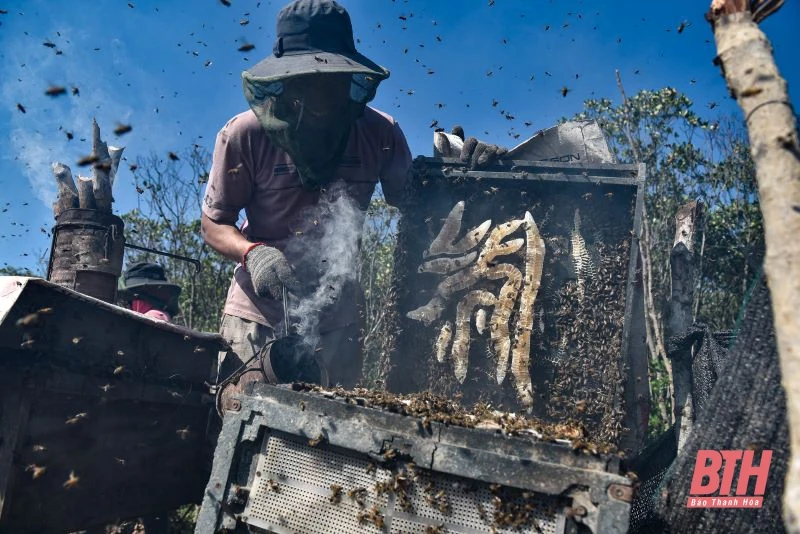 Nuôi ong dưới tán rừng sú vẹt