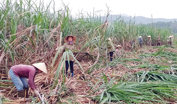 Chi bộ thôn Cẩm Lợi 2 - điểm sáng trong công tác giảm nghèo