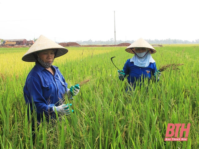 Gần 1.000 ha lúa bị nhiễm khô vằn