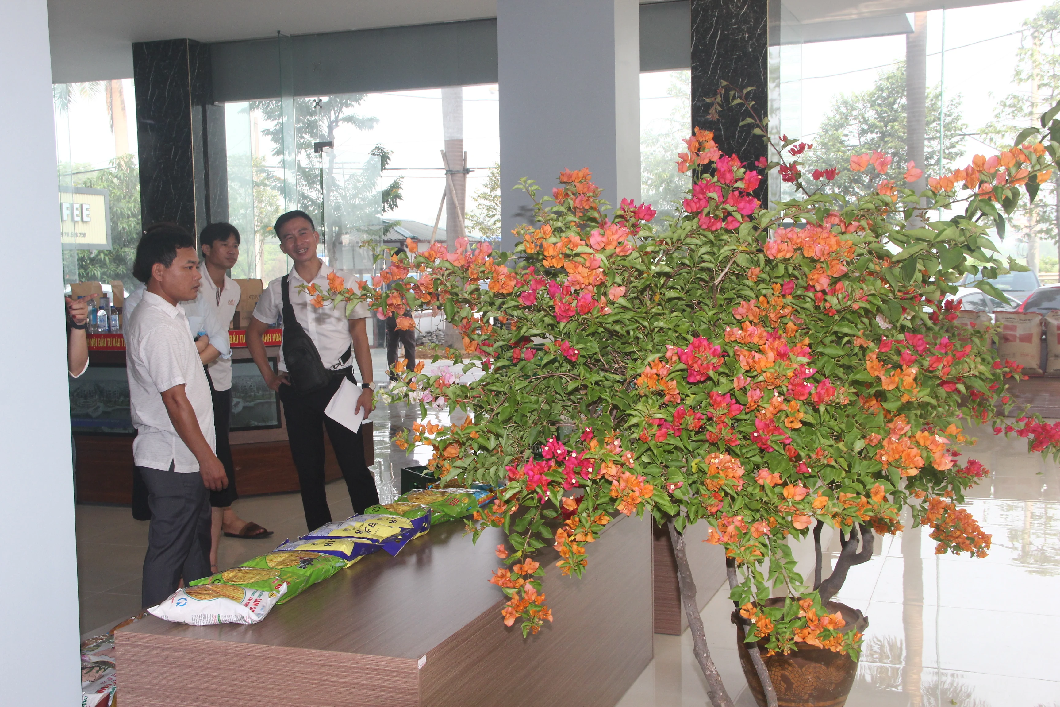 Ghép tạo thành công và sản xuất đại trà giống hoa giấy 5 màu