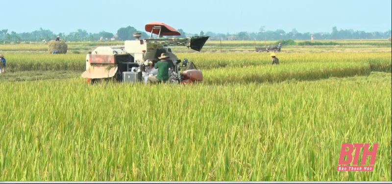 Thọ Xuân: Khẩn trương thu hoạch lúa mùa phòng tránh bão số 5