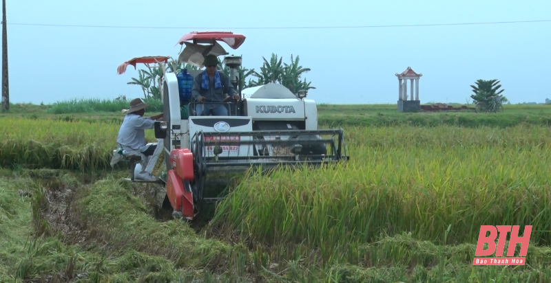 Thọ Xuân: Khẩn trương thu hoạch lúa mùa phòng tránh bão số 5