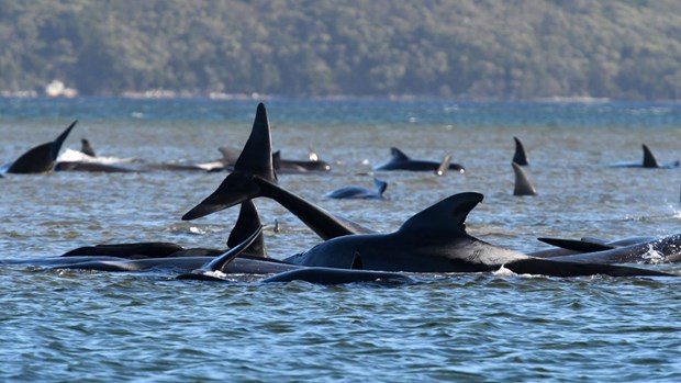 Cá voi mắc cạn, bờ biển Nam Australia trở thành nghĩa địa khổng lồ