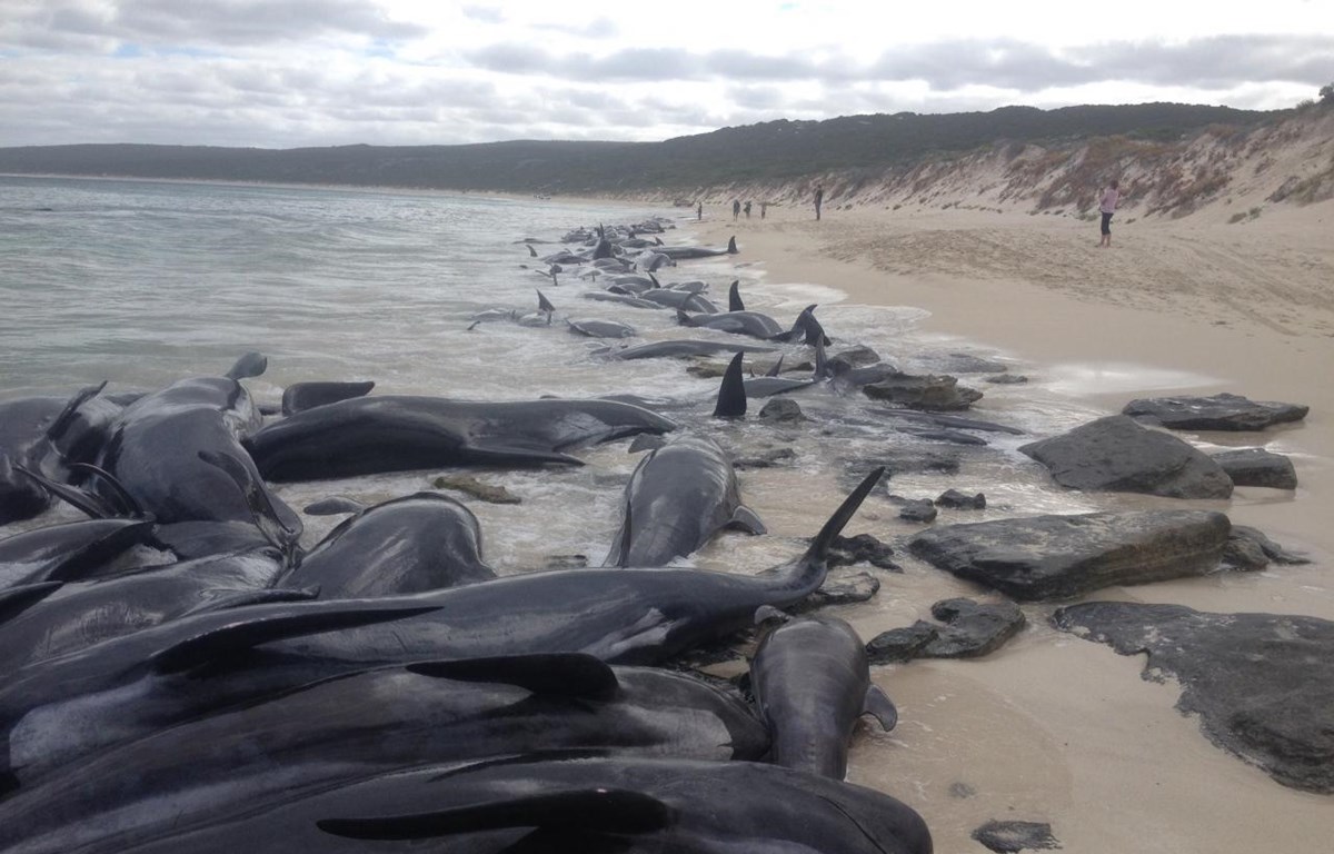 Cá voi mắc cạn, bờ biển Nam Australia trở thành nghĩa địa khổng lồ