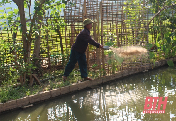 Hiệu quả kinh tế từ mô hình lúa - cá ở huyện Nông Cống