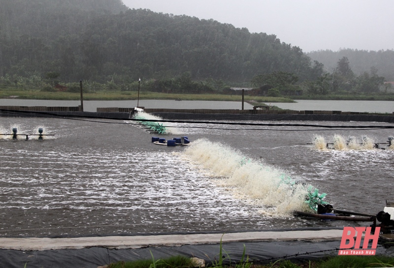Ngư dân và các cơ sở du lịch chủ động ứng phó với áp thấp nhiệt đới và mưa do hoàn lưu bão
