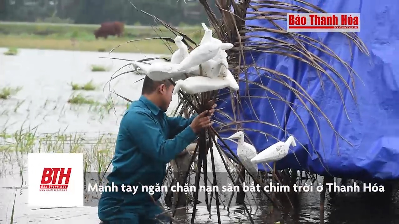 Mạnh tay ngăn chặn nạn săn bắt chim trời ở Thanh Hóa