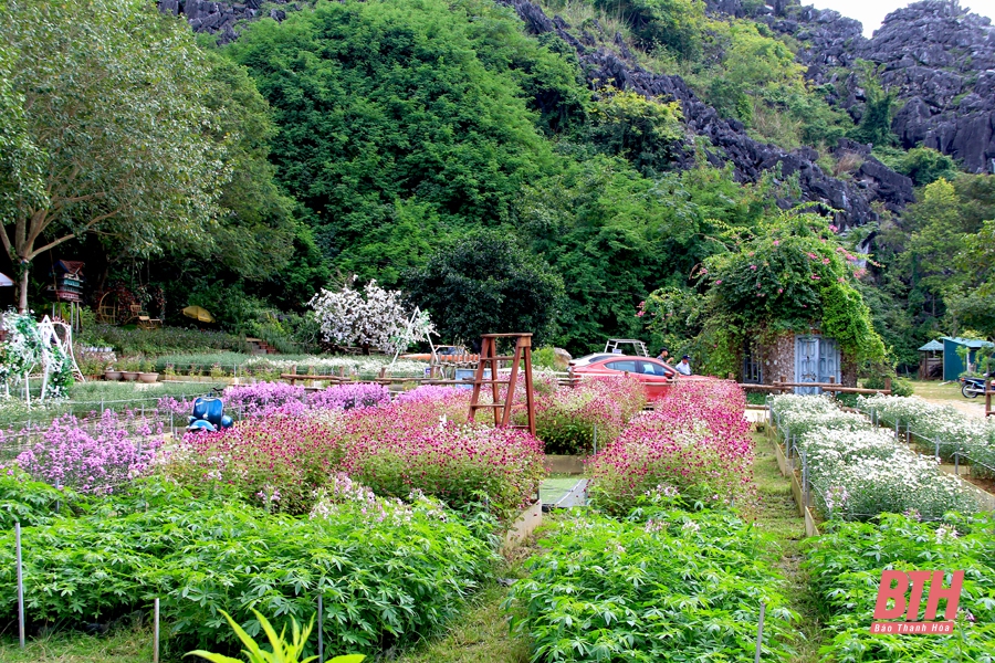 Mê mẩn với vườn cúc họa mi tuyệt đẹp tại TP Thanh Hóa