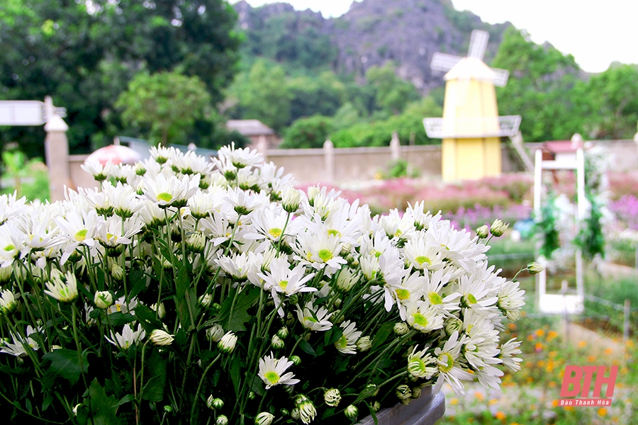 Mê mẩn với vườn cúc họa mi tuyệt đẹp tại TP Thanh Hóa