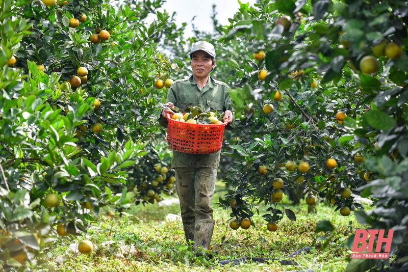Mùa trái ngọt trên vùng núi Xuân Hòa, Như Xuân