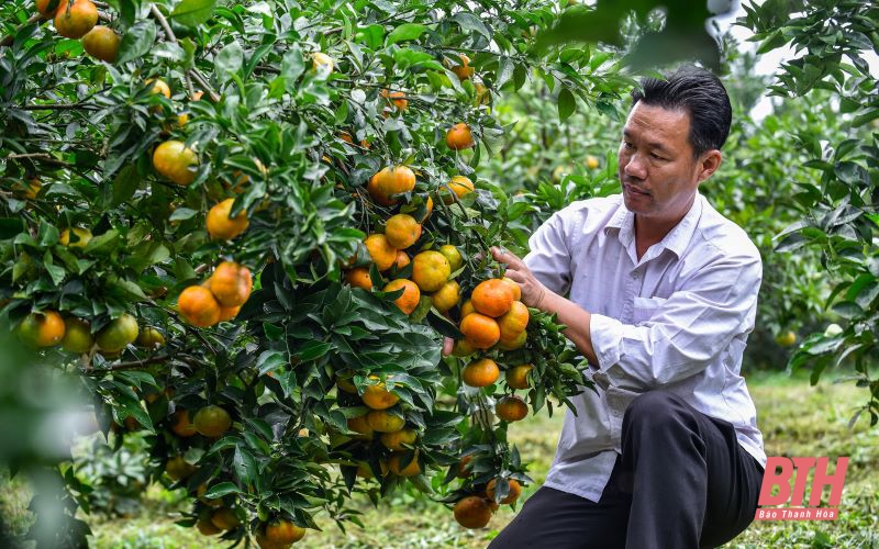 Mùa trái ngọt trên vùng núi Xuân Hòa, Như Xuân