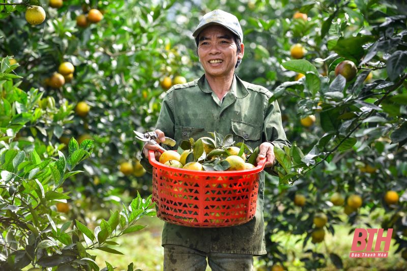 Mùa trái ngọt trên vùng núi Xuân Hòa, Như Xuân