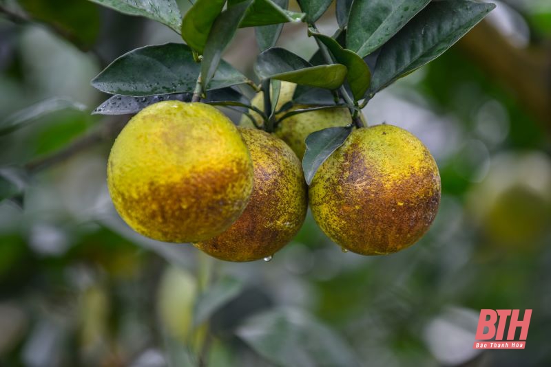 Mùa trái ngọt trên vùng núi Xuân Hòa, Như Xuân
